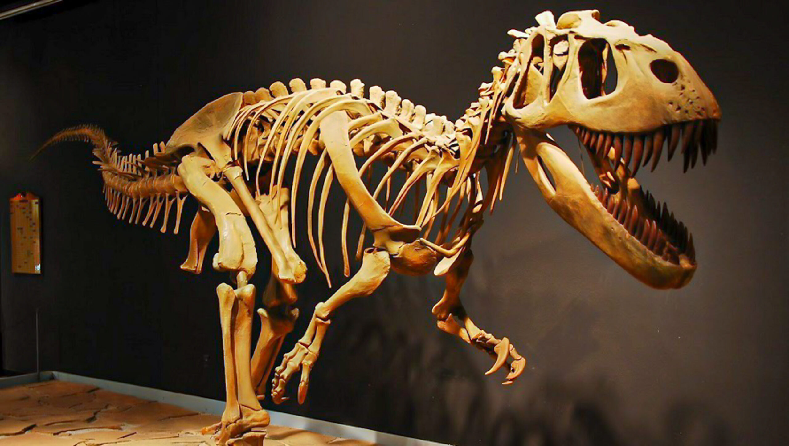dinosaur museum tucumcari nm mesalands
